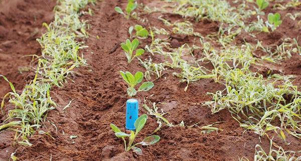 Bodenfeuchtesensor Drill&Drop von SENTEK fest installiert im Feld